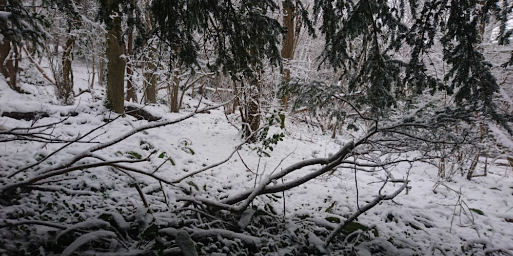 Winter Woods Bushcraft Day 13 February