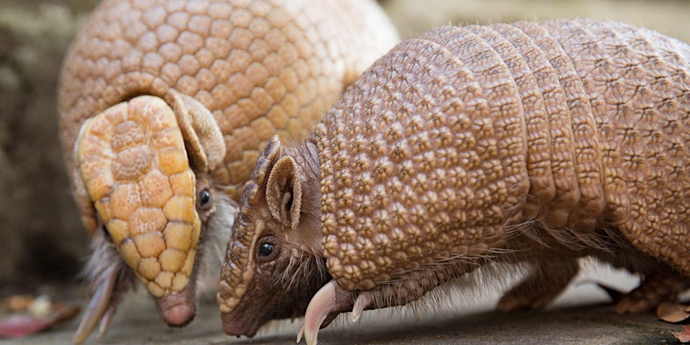 Beauty and the Beasties: Valentines Evening at the Zoo