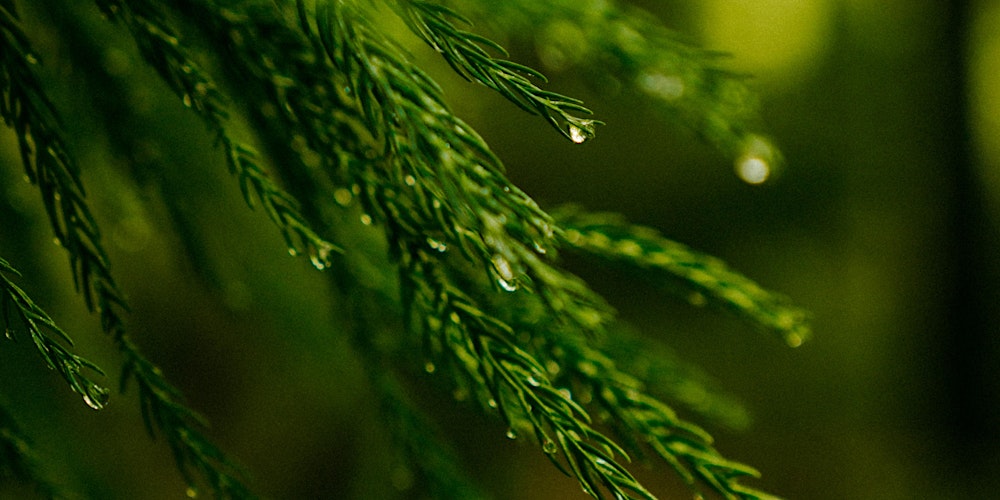 Schamanische  Zeremonie: Imbolc – Neubeginn & Visionskraft