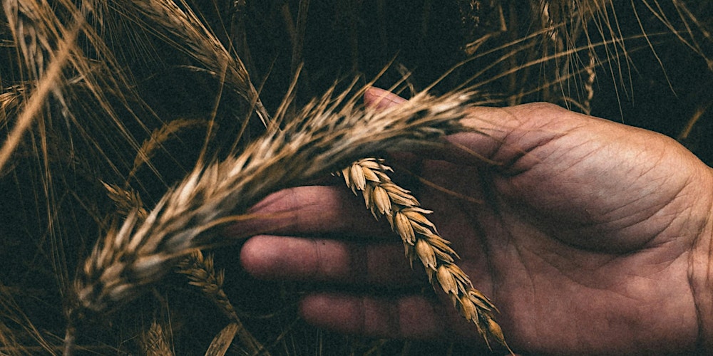 Schamanisches Jahreskreisfest: Lughnasadh – Ernte & Hingabe