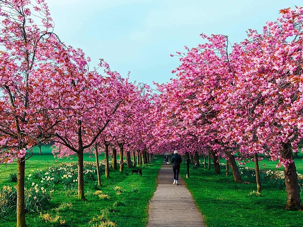 Brand Bloom Cherry Blossom Photoshoots  HARROGATE