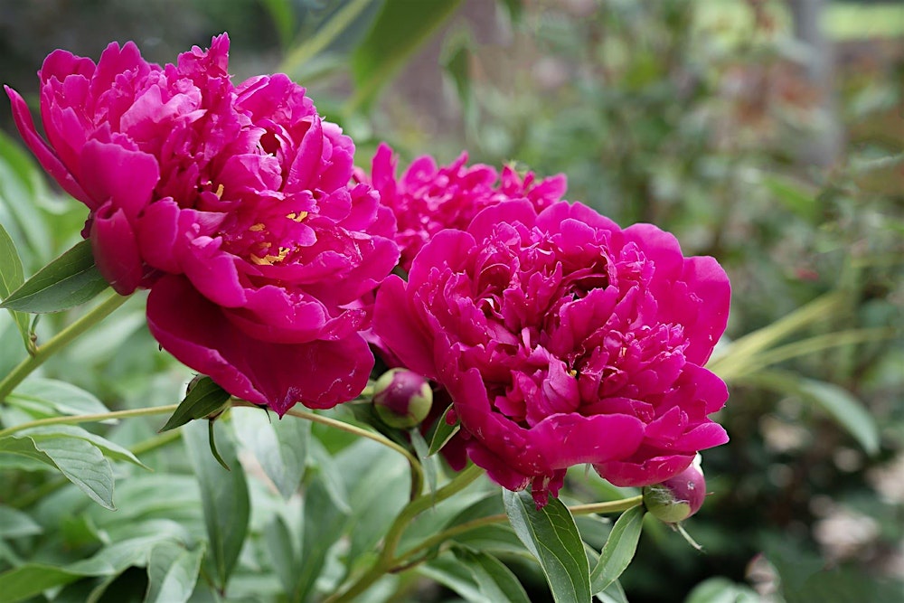 Master Your Camera Controls - Photography Class