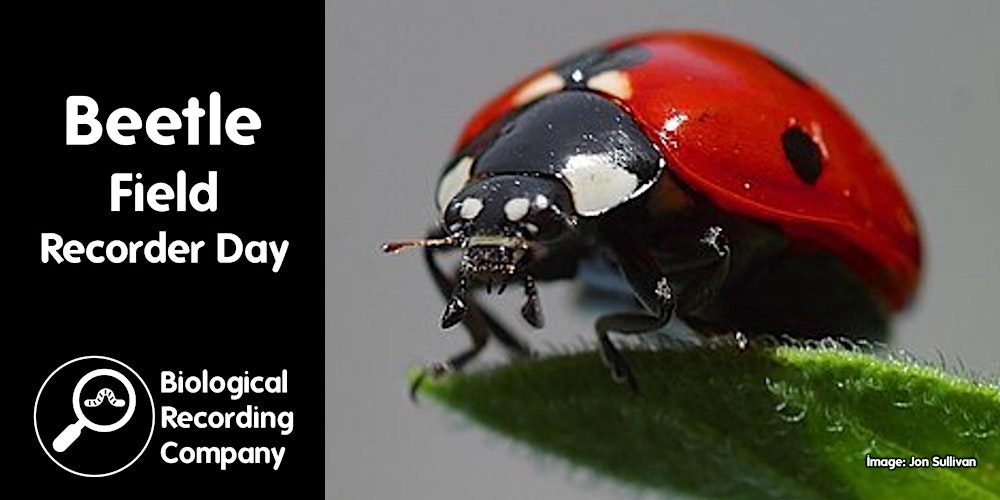 Beetle Field Recorder Day