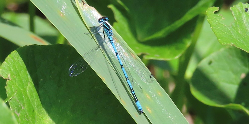 Nosey Nature Natter - Secrets of the Pond