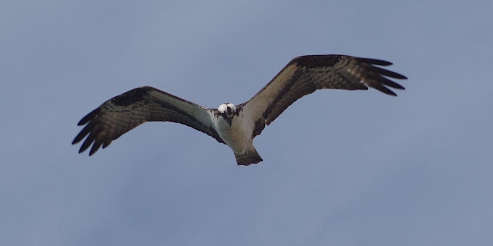 Nosey Nature Natter -  The Sky's the Limit  - Birds of Prey Basics