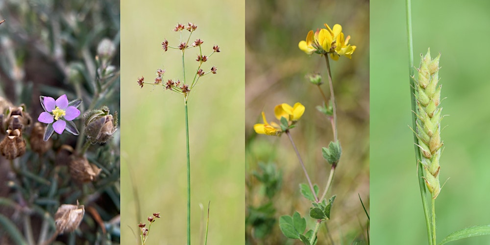 Grassland Plant Identification (Edinburgh) NEW FOR 2026