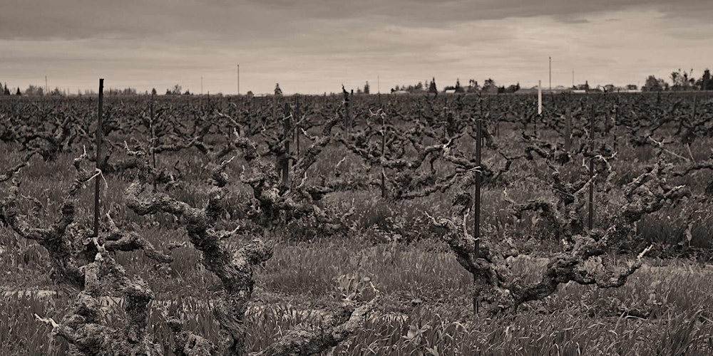 Historic Vineyard Society in the City