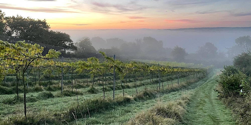Limeburn Hill Vineyard Tour & Tasting