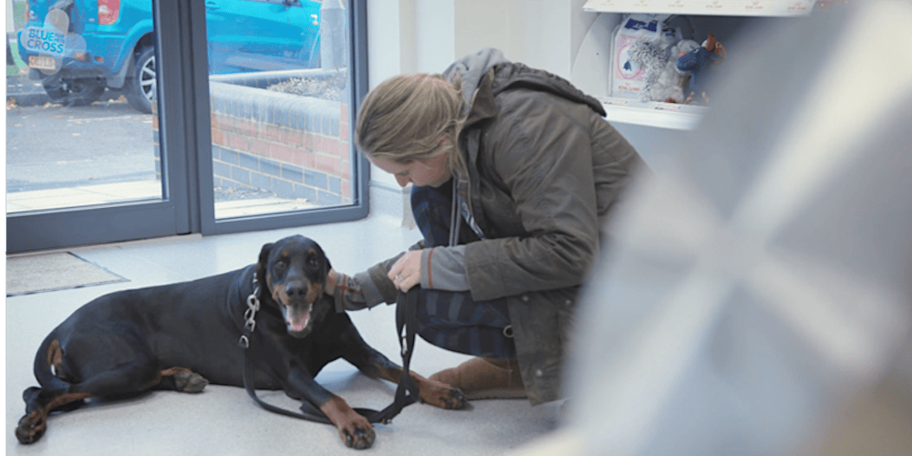 Pet Loss Training Day for Veterinary Professionals-(MANCHESTER)