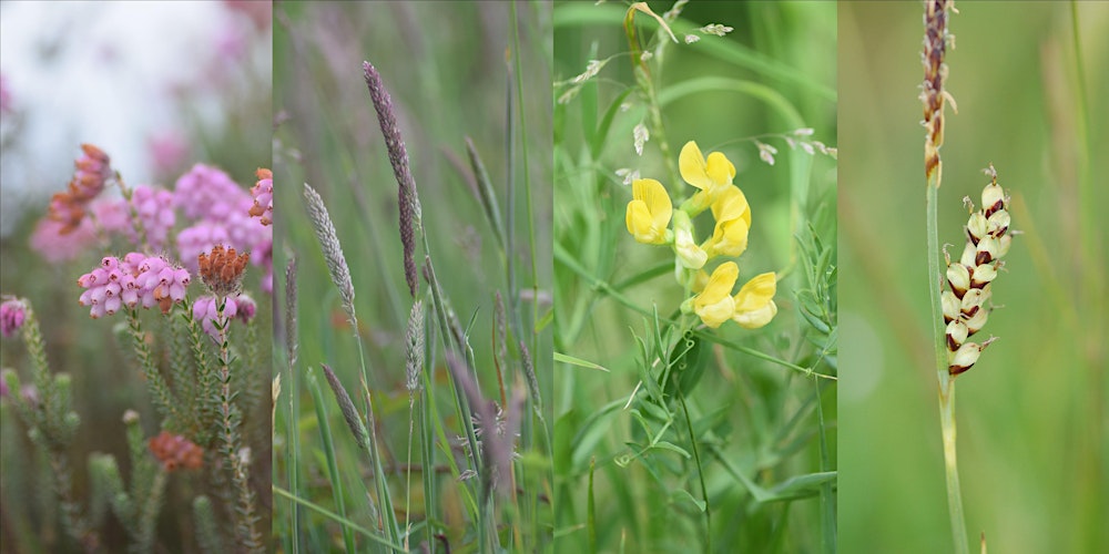 Heathland & Grassland Plant Identification (north of Glasgow) NEW FOR 2026