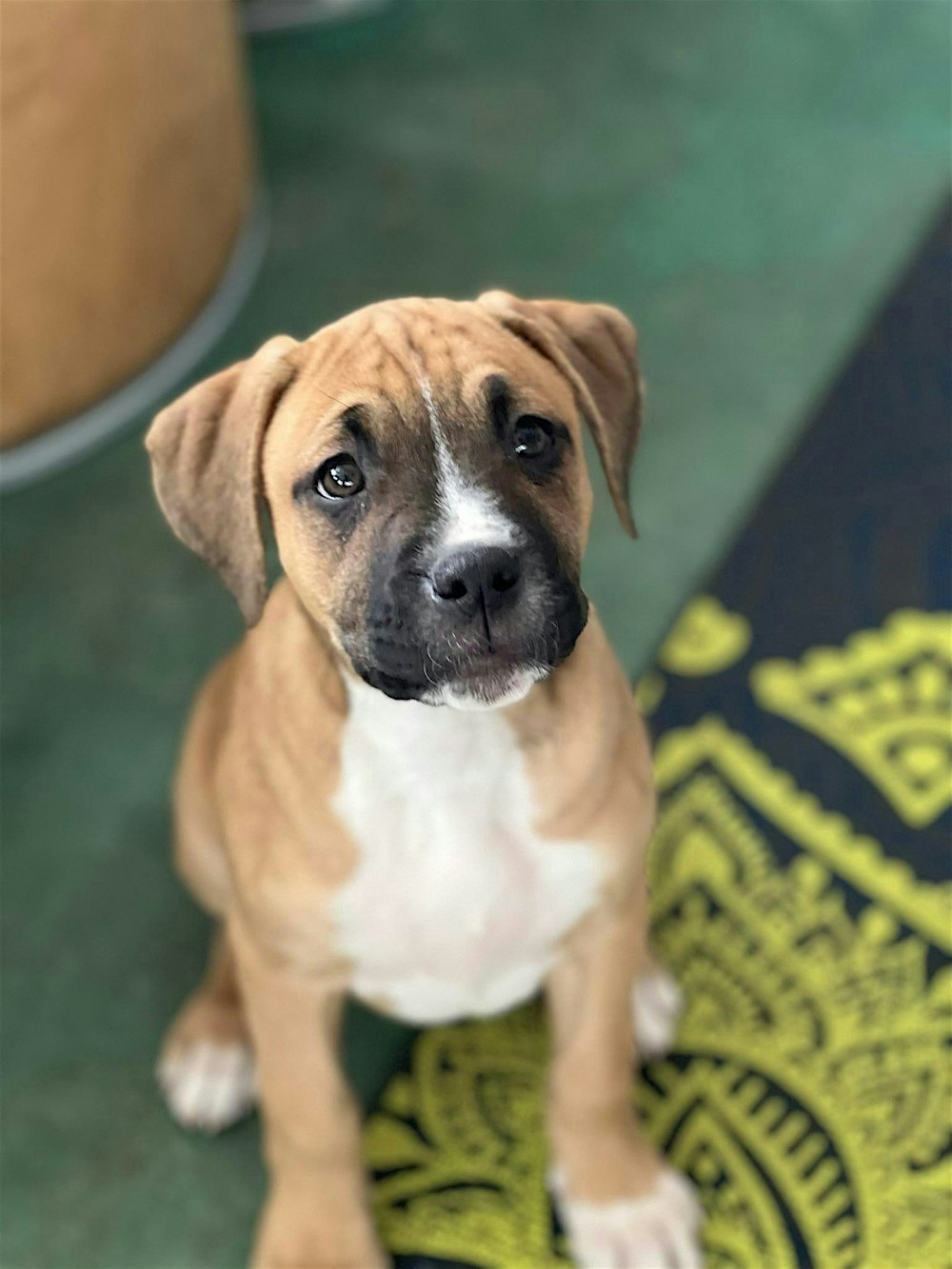Rescue Puppy Yoga -  Pet Wants Olde Town Arvada