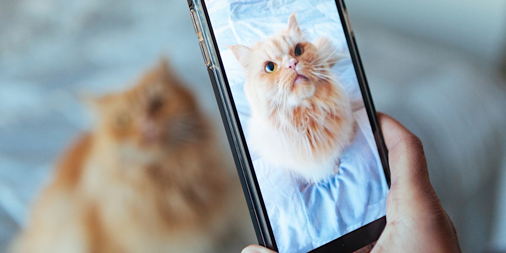 SOLD OUT: Introduction to Phone Photography and Content Creation