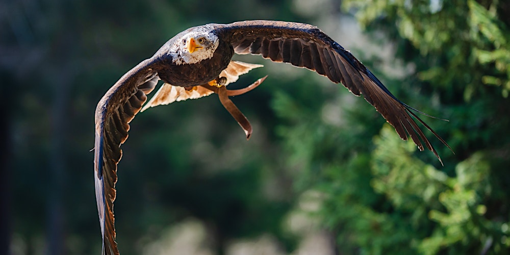 The Choice for Wildlife – Sony-Workshop