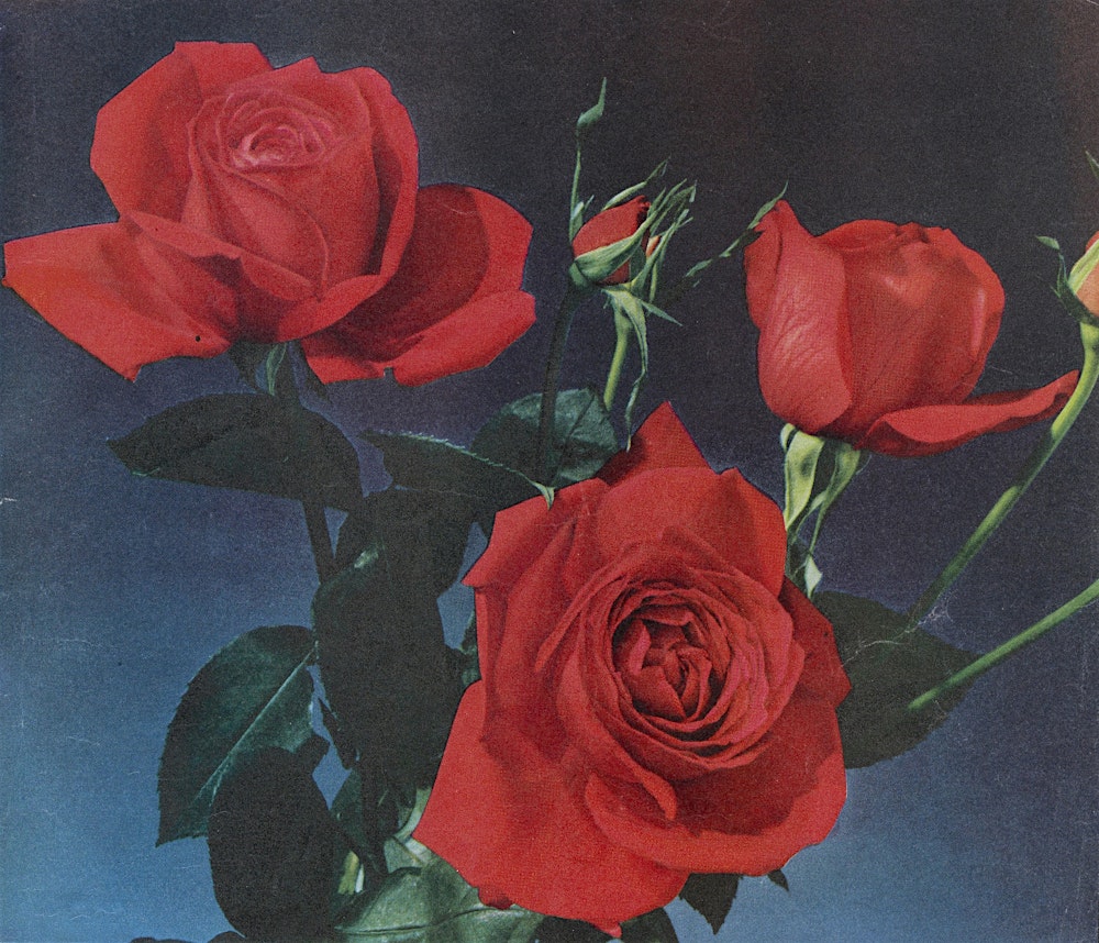 Wine, Roses, and Chocolate: How Romance and Science Sweeten February