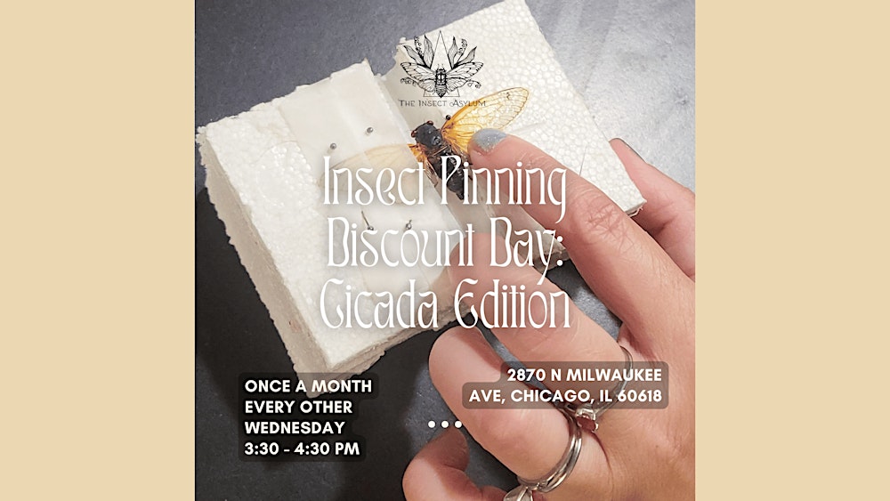 Insect Pinning Discount Day: Cicada Edition