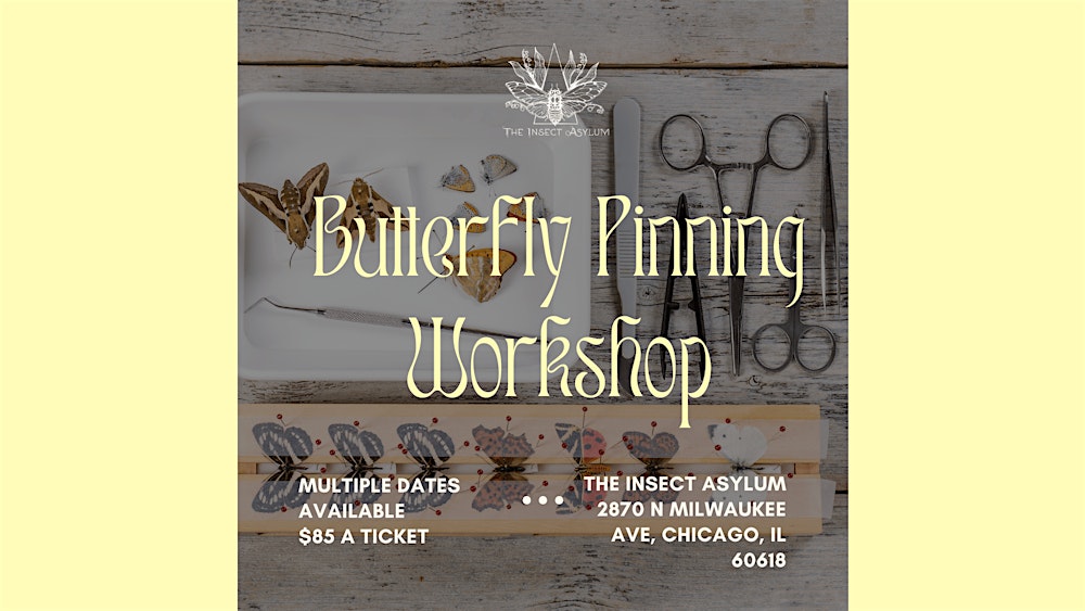 Butterfly Pinning Workshops