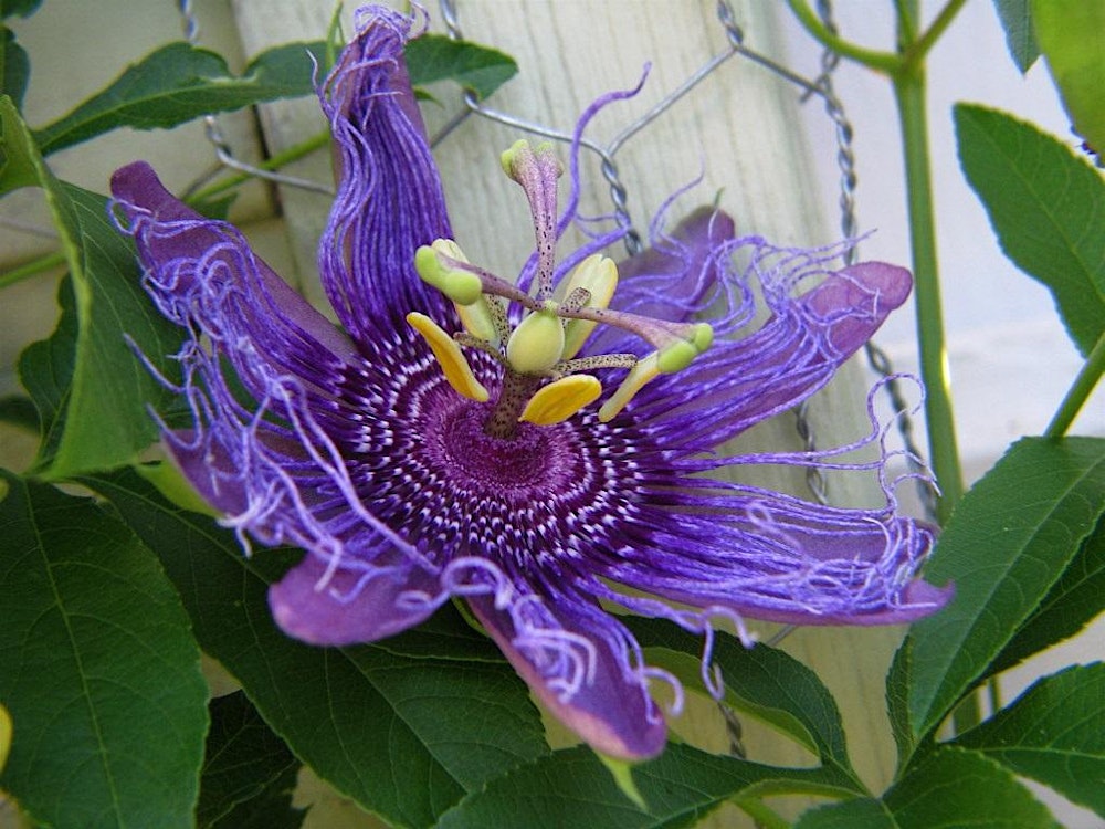 Designing Your Own Native Garden