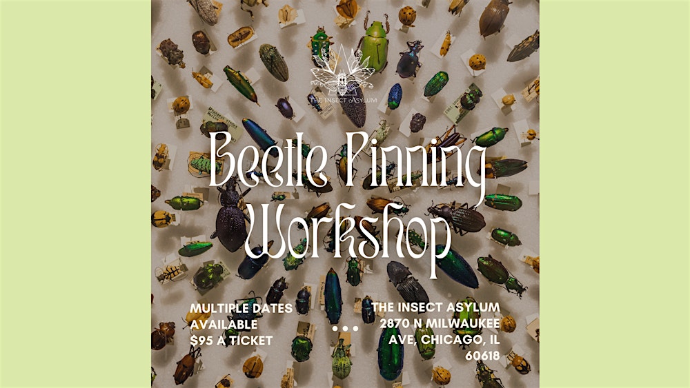 Beetle Pinning Workshops