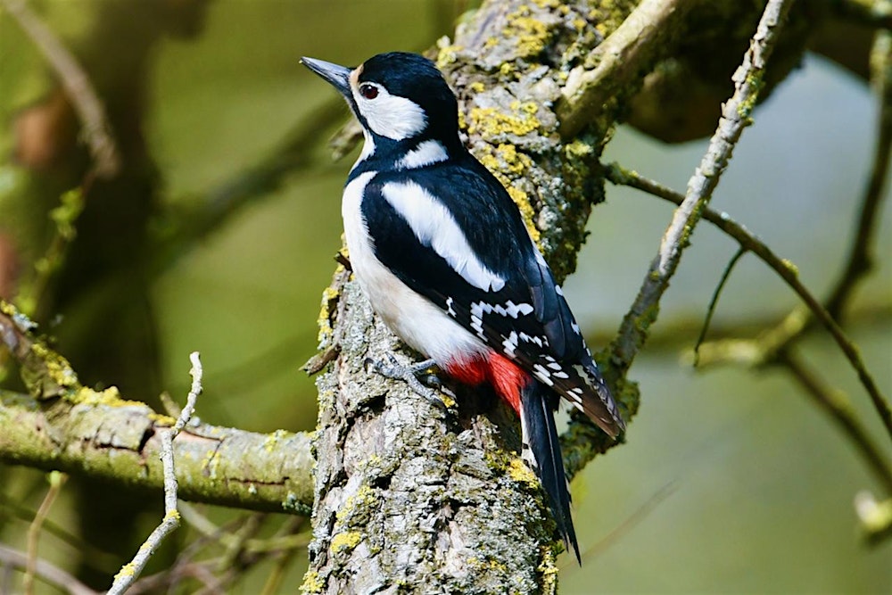 Winter in de Diemer Vijfhoek **Extra lange Excursie**