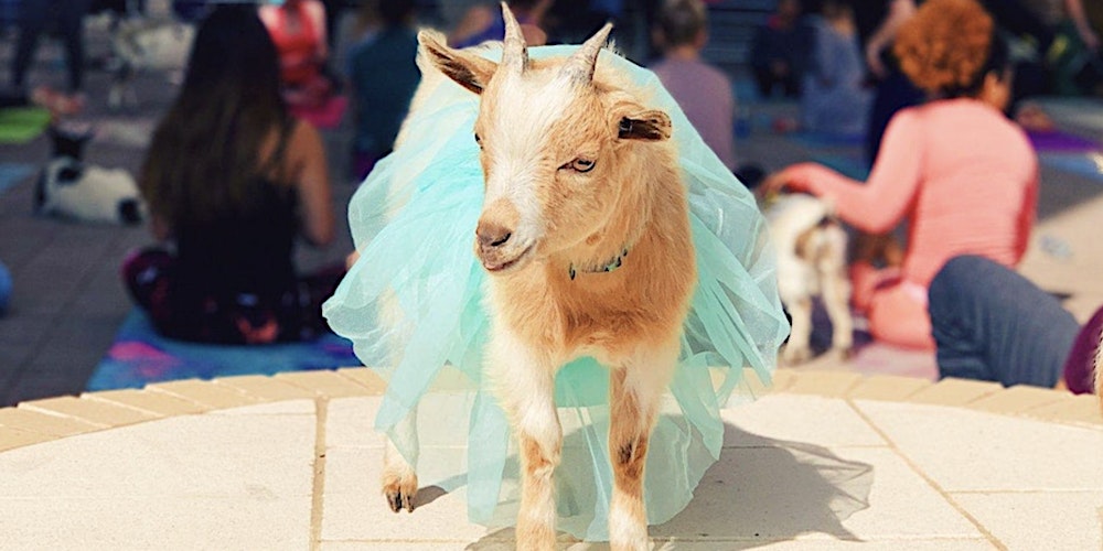 Goat Yoga Dallas @ Lubben Plaza!