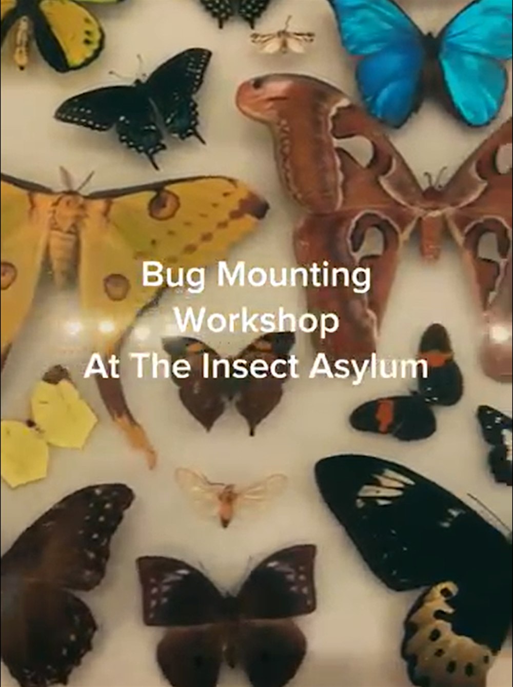 Frame Your Insect: Intro to Insect Mounting & Framing
