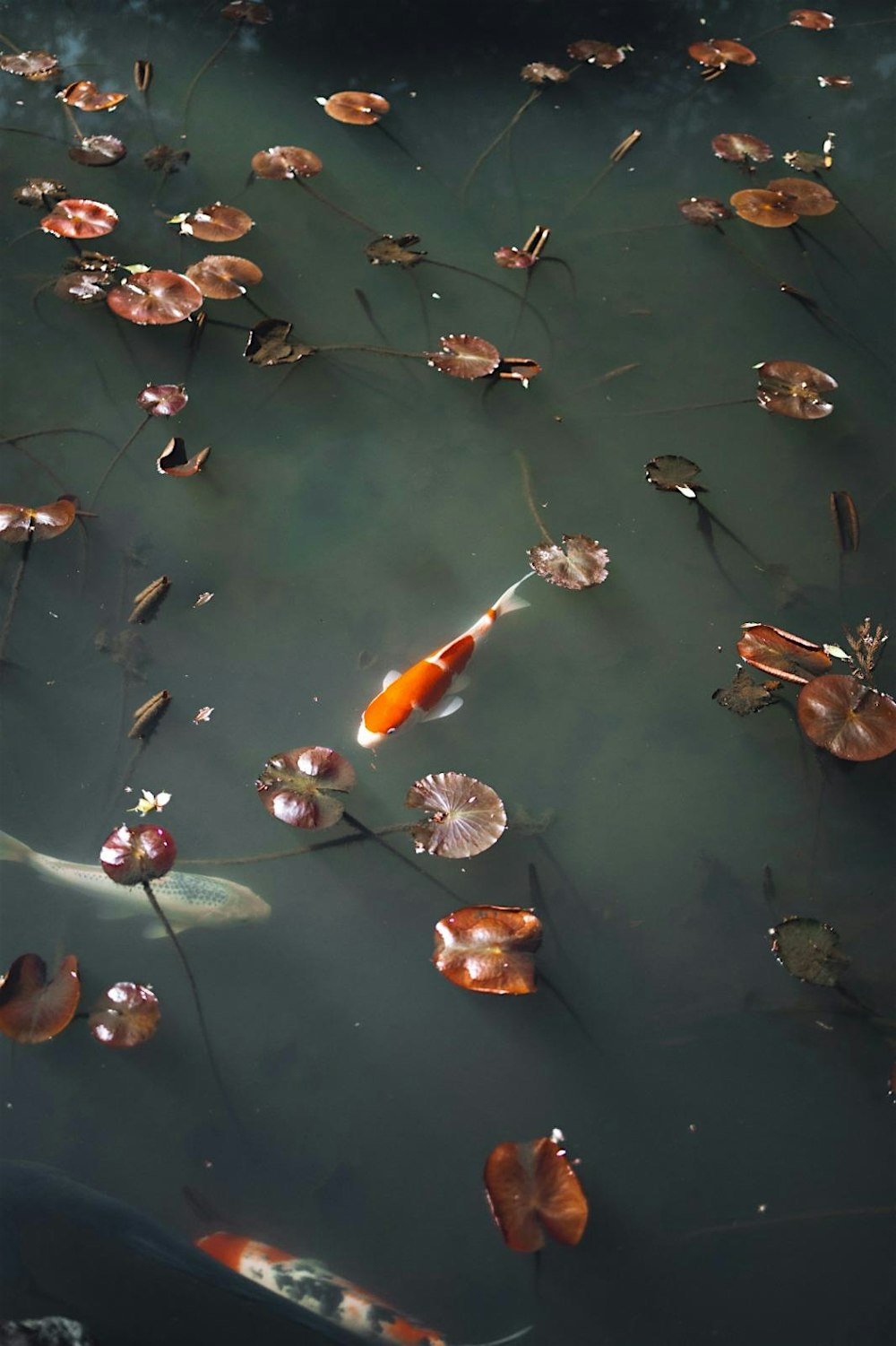 From Chaos to Clarity: A Return to Stillness