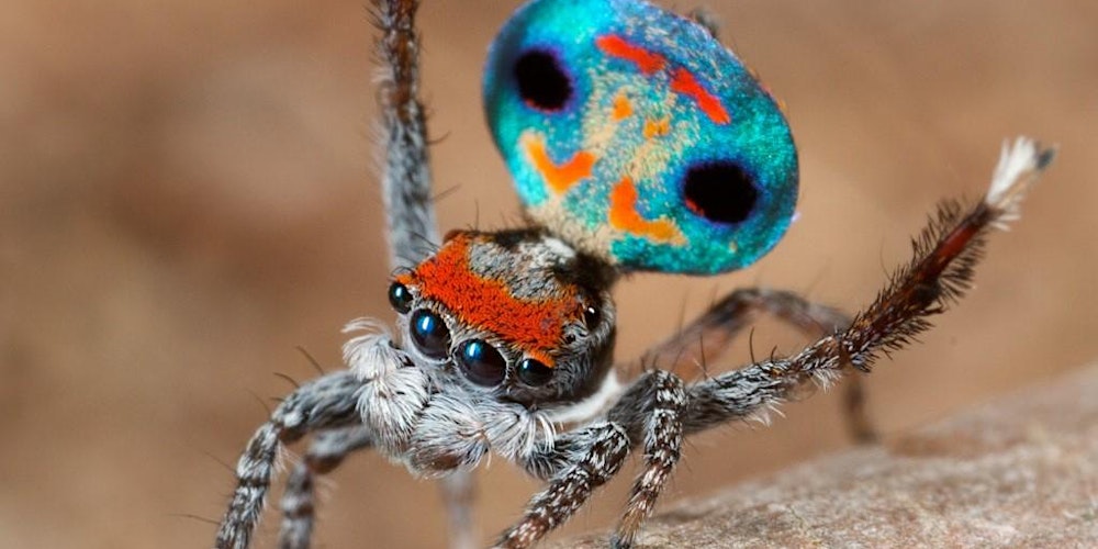 Itsy Bitsy Spider - Lane Cove Bush Kids