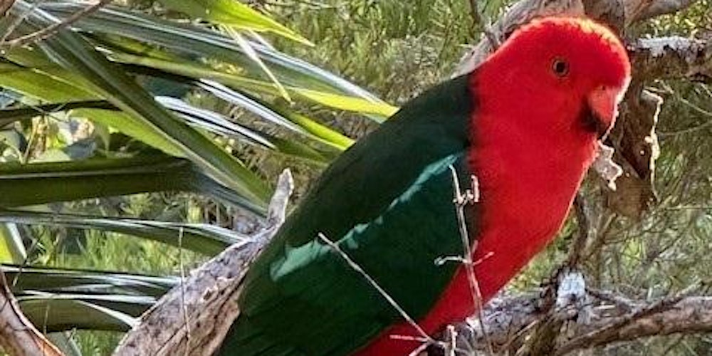 Spy Kids - Lane Cove Bush Kids