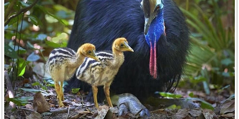 Whose Feet - Lane Cove Bush Kids