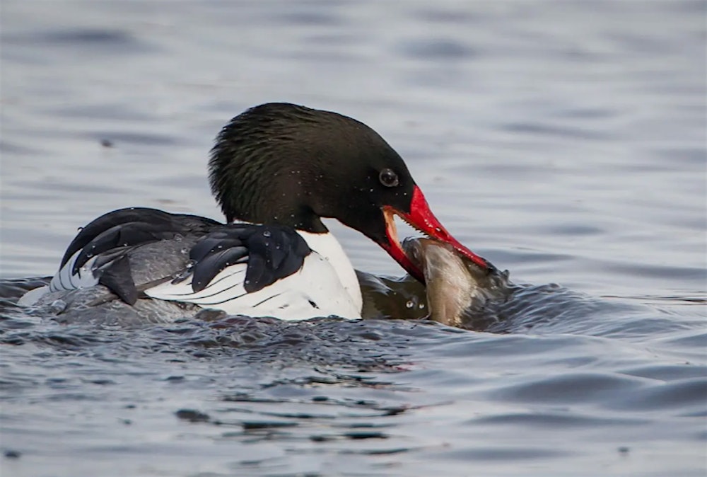 Het Vroege Voorjaar in de Castricumse Duinen