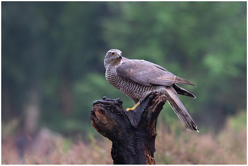 Voorjaar in het Goois Natuurreservaat
