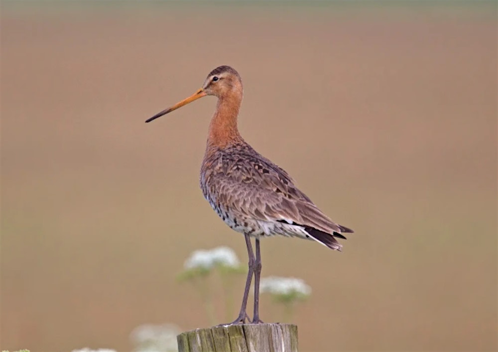 Voorjaarsvogels in Polder IJdoorn
