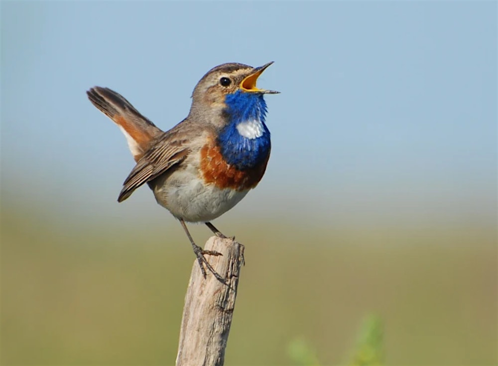 Lente in de Oostvaardersplassen **Extra lange Excursie**