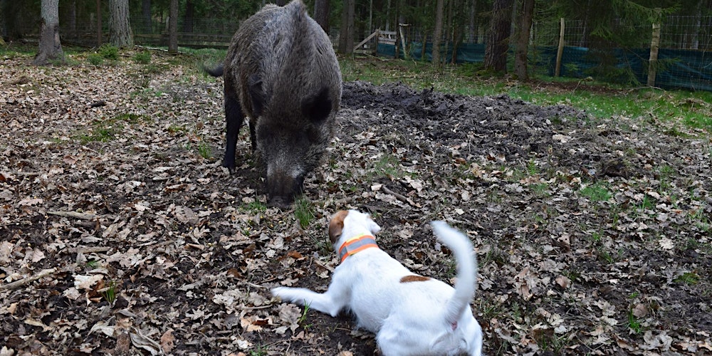 Reservierung (verbindlich): Gruppenübung  Schwarzwildgatter