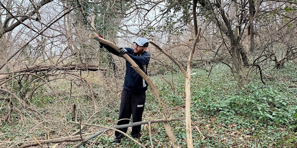 Vegetation Removal South of Four Mile Run