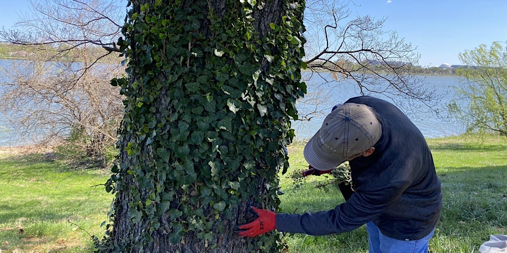 Vegetation Trimming and English Ivy Removal North of Memorial Bridge