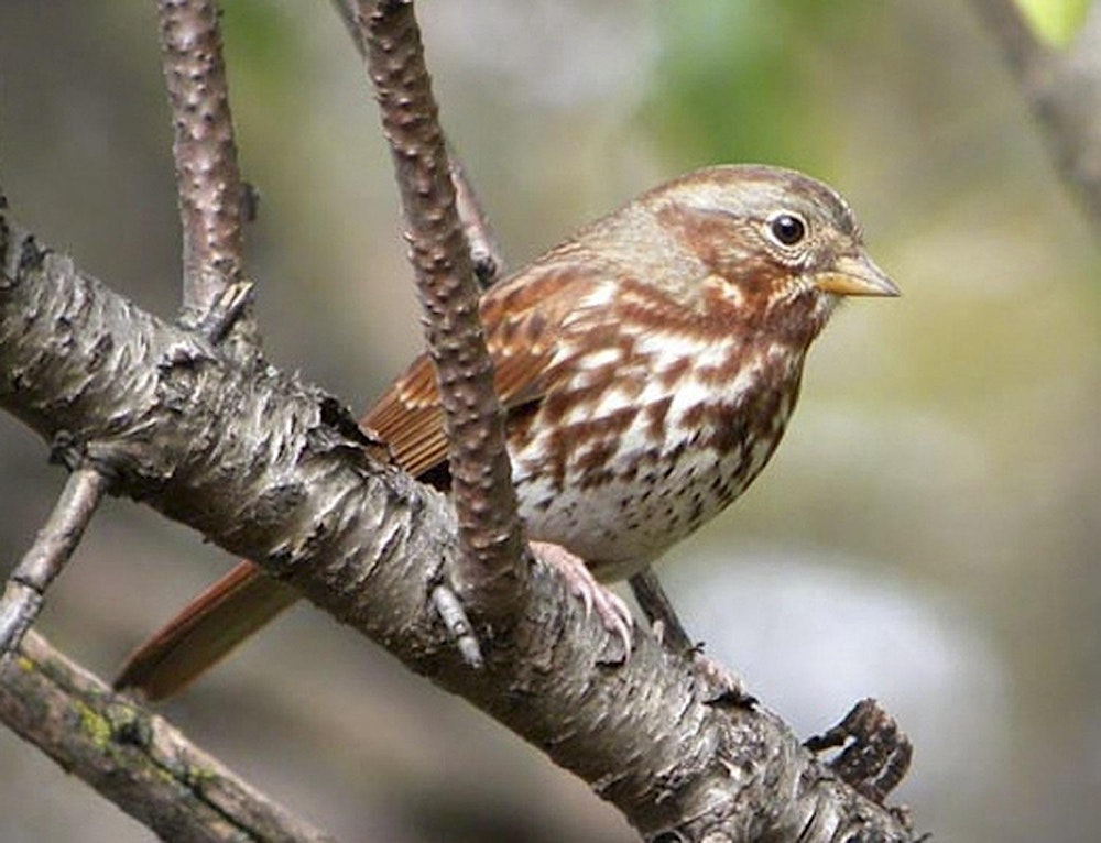 Winter Birding Series: Evolutionary Story of Birds