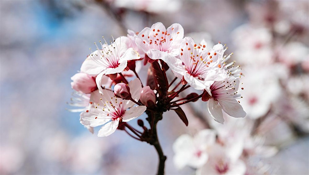 Photography Photowalk – Roundhay Park