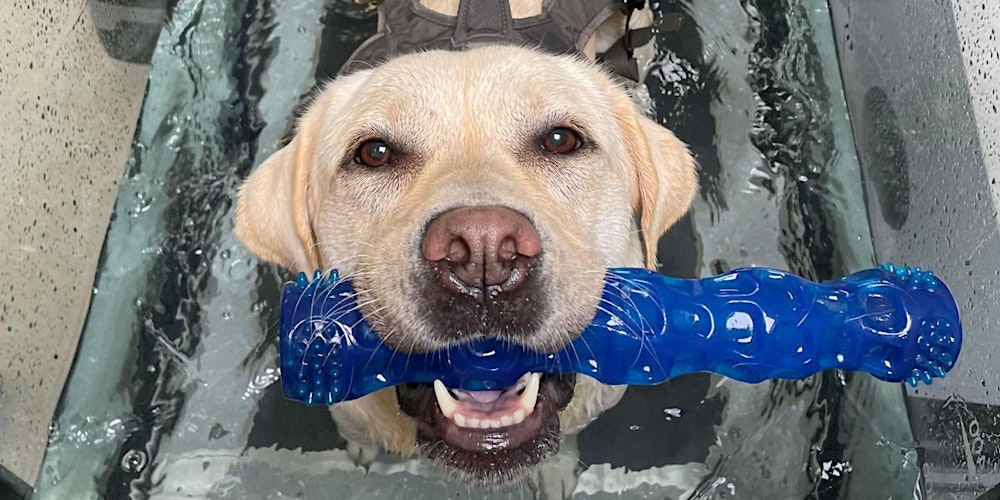 Canine Mobility Client Evening