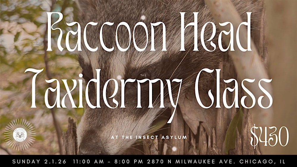 Taxidermy Class: Raccoon Head Mount