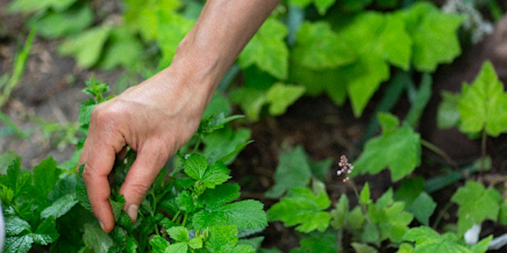 Balade Découverte & Cuisine sauvage - Mars2026