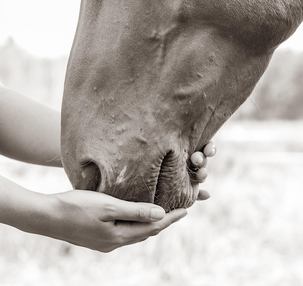 Die Sprache der Führung