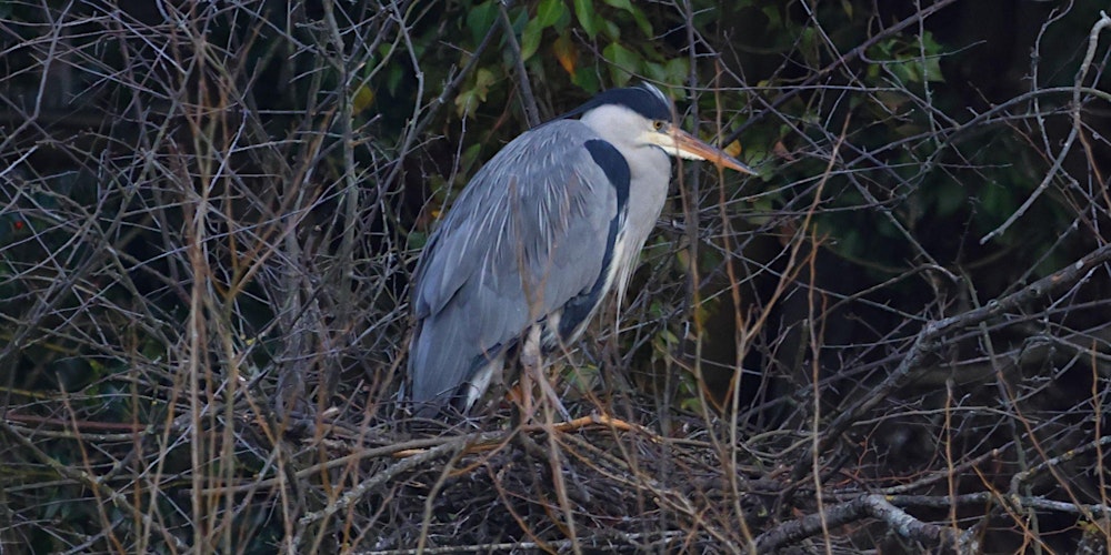 Family-friendly birdwatching walk - Epping Forest Guided Walk