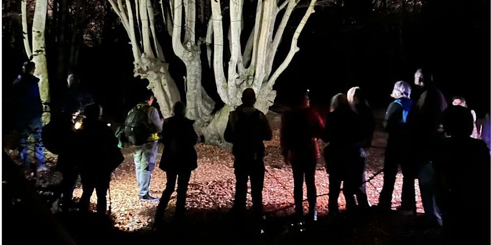 A Forest Walk After Dark - Epping Forest Guided Walk