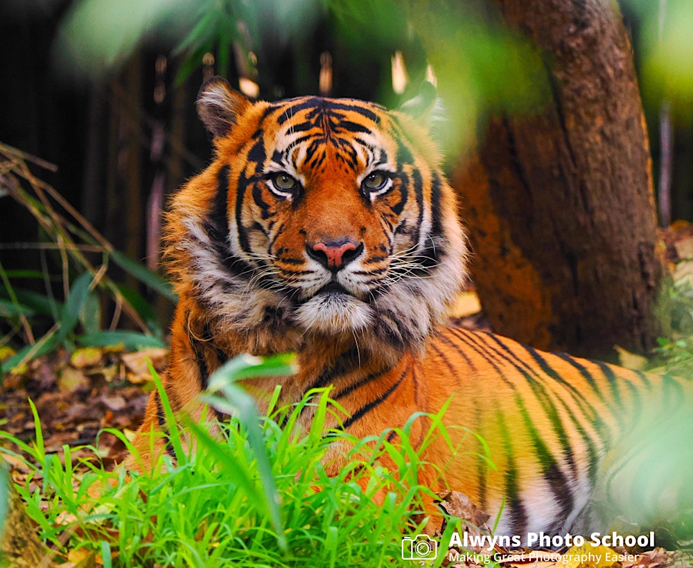 Melbourne Zoo Wildlife Photography Course-Wildlife Photography Course