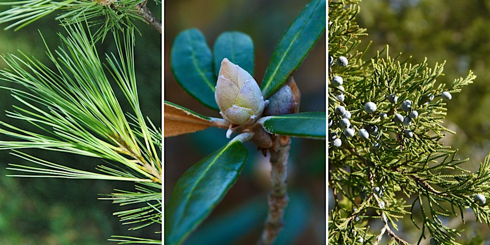 Celebrate the Season (3/17)