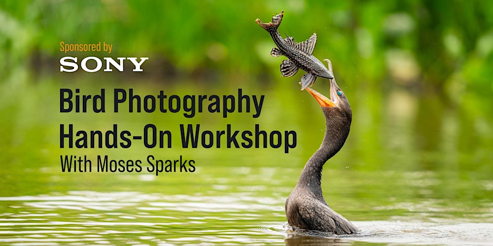 Hands-On Bird Photography Workshop with Moses Sparks - Sponsored by Sony