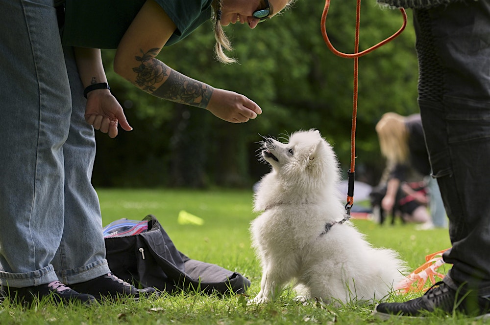 Private Training in your home with Canine Behaviourist (Felicity)