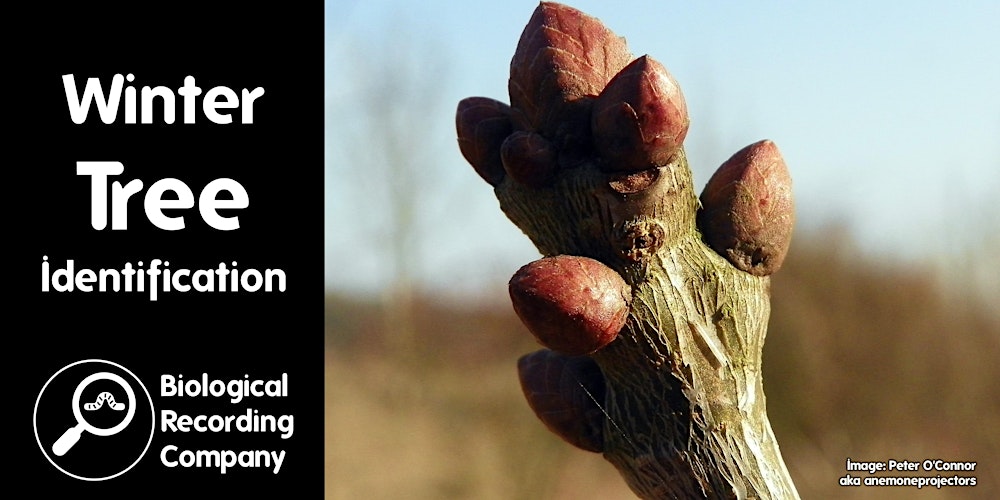 Winter Tree Identification