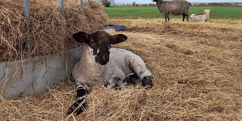 Practical Lambing Course 2026